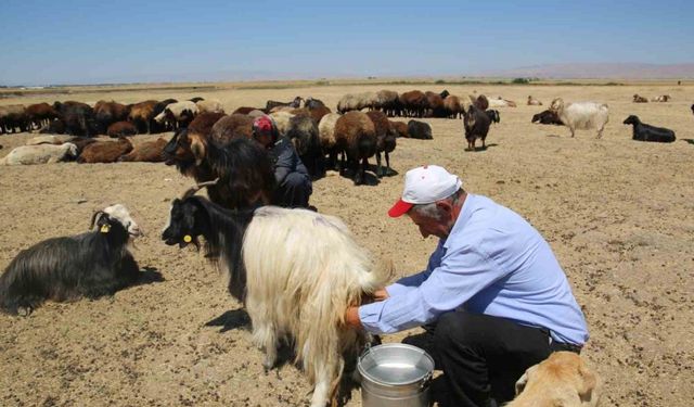 Muş Ovası’nda kadınlar değil erkekler sağım yapıyor