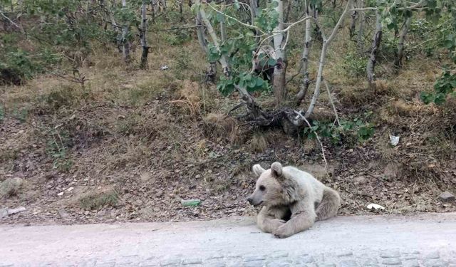 Nemrut’un ayıları vatandaşların ilgi odağı olmaya devam ediyor