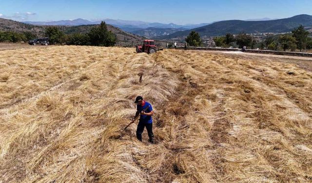 Ordu’da siyez buğday hasadı sevindirdi