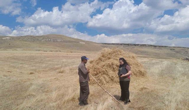 Sarıkamış’ta hasat vakti, Çiftçiler ektiklerini topluyor