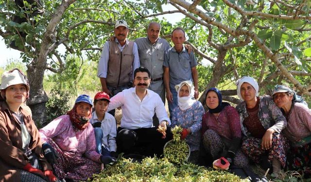 Selendi’de yeşil altında hasat başladı