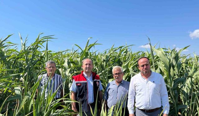 Silajlık Sorgum Projesi: Tekirdağ’da kuraklığa karşı tarımsal yenilikler incelendi