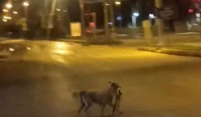 Sokak köpeği parçaladığı kediyi ağzında götürdü