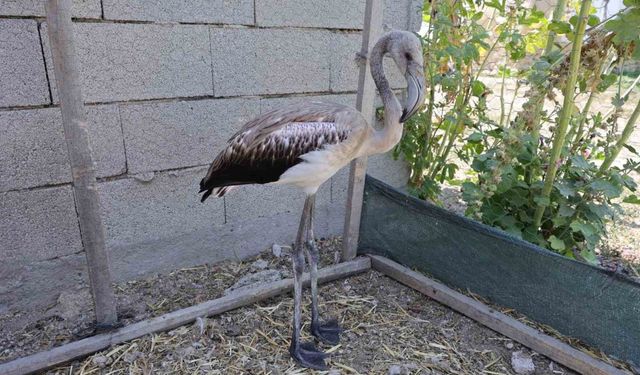 Sürüsüyle uçarken çiftliğe düşen yavru flamingo Tuz Gölü’ne bırakıldı