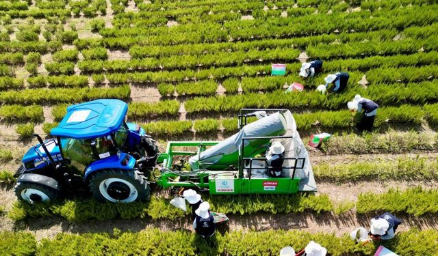 Tarımda yenilik: Yerli üretim makineyle biberiye hasadı