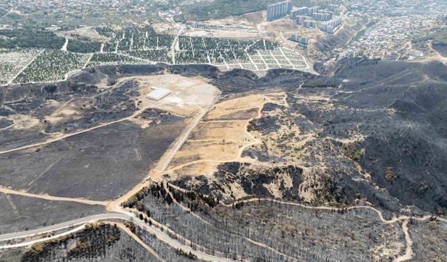 Yangınların etkilediği 15 bin ağaç tedavi edilerek hayatta tutulacak