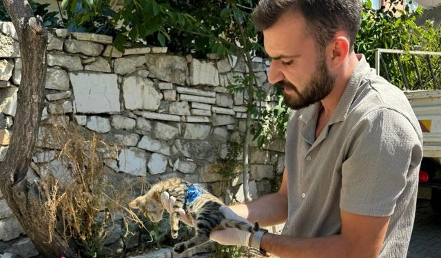 Yaralanan yavru kediye ilk müdahale yapıldı