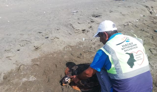 Yaralı caretta caretta tedavi altına alındı