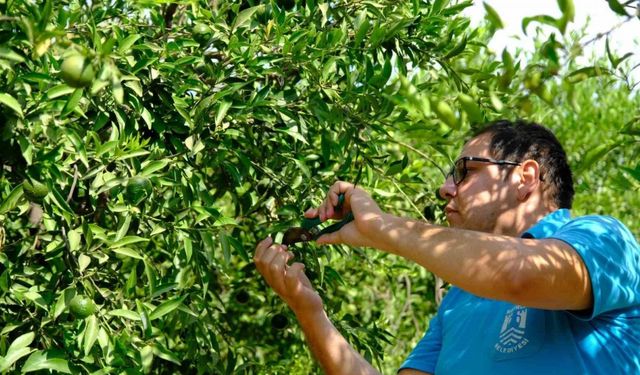 Yeşil Bodrum Mandalini raflarda yerini aldı