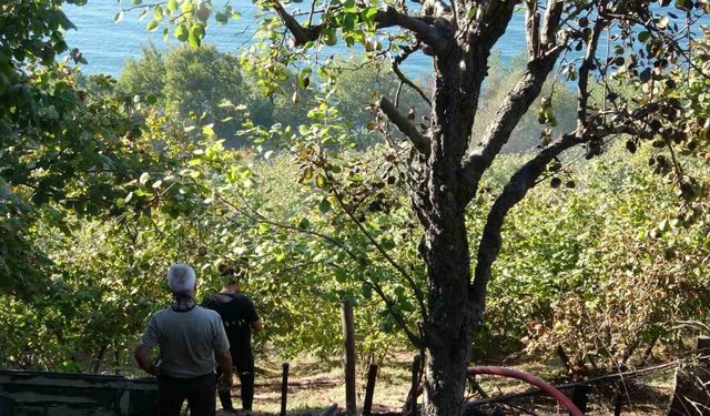 Zonguldak’ta fındık bahçesinde çıkan yangın araziye sıçradı