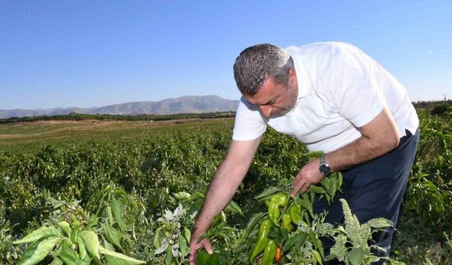 ABD’nin kapya biberi Malatya’dan