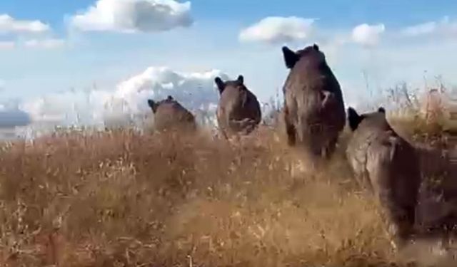 Ahlat’ta domuz sürüsü görüntülendi