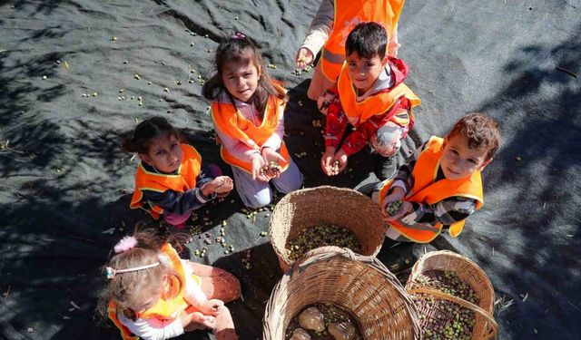 Aliağalı minik öğrenciler Şakran’da zeytin hasadı yaptı