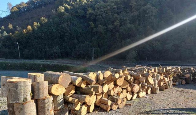 Artvin’de kooperatif başkanı eylemlerin yapıldığı alanda kaçak ağaç kesmekten gözaltına alındı