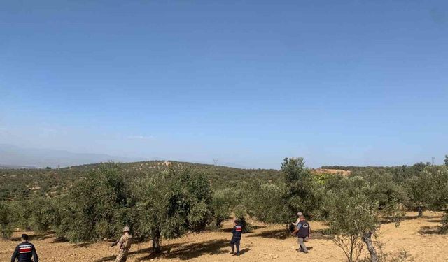 Balıkesir’de zeytinliklere jandarma koruması