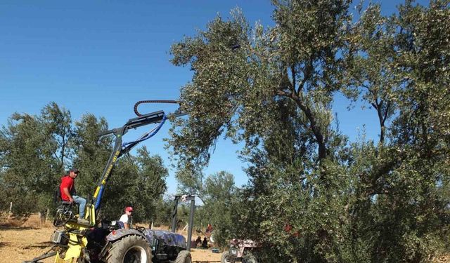 Balıkesirli kaşifin yaptığı makineler zeytin hasadını kolaylaştırdı