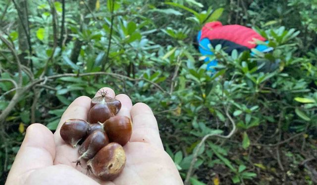 Bartın’da kestane hasadı başladı