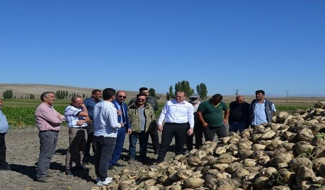 Bulanık Kaymakam Koşansu, şeker pancarı hasadı yapan çiftçileri ziyaret etti