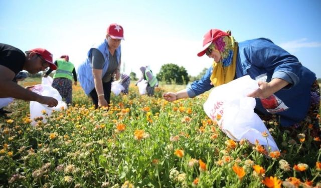 Çanakkale Savaşları’nın yaşandığı Tarihi Alan’da şifalı bitkiler kadınların elleriyle hayat buluyor