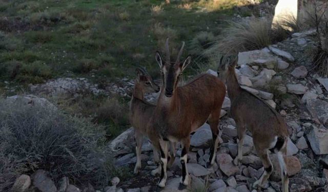 Dağ keçileri ve yavruları görüntülendi