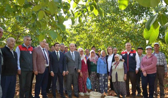 Denizli’nin ceviz üretiminde yüzde 46 artış bekleniyor