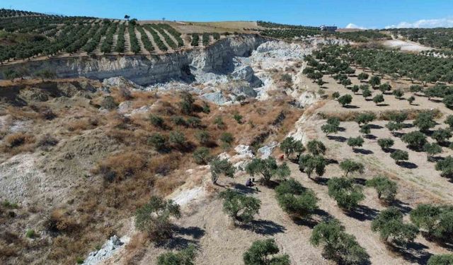 Depremin büyüklüğünü gösteren devasa yarığın ikiye ayırdığı bahçede tedirgin eden zeytin hasadı