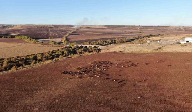 Diyarbakır’a gelen konargöçer aile, 6 ay Kral Yolu’nda hayvanlarına bakacak