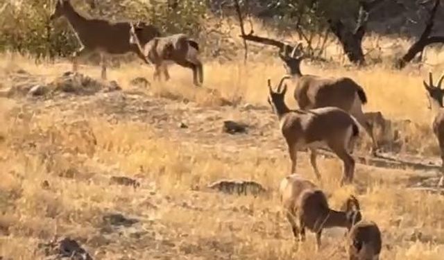 Elazığ’da koruma altında olan dağ keçileri görüldü