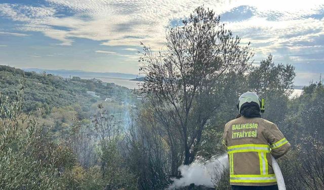 Erdek’te yangın: 10 dönümlük zeytinlik kül oldu