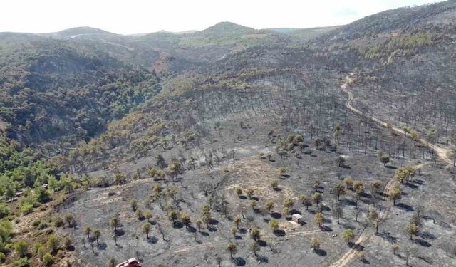 Foça yangınında hasarın boyutu havadan görüntülendi