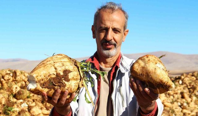 Kahramanmaraş’ta şeker pancarı hasadı başladı