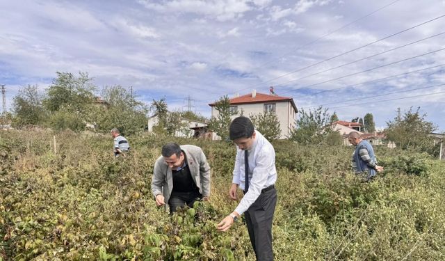 Kaymakam Kahraman, ahududu ve aronya tarlalarında inceleme yaptı