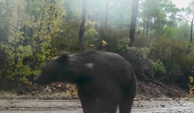 Muğla’da yaban hayatı fotokapana yansıdı