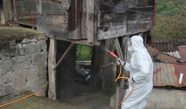 Ordu’da kahverengi kokarcaya karşı topyekûn mücadele başlatıldı