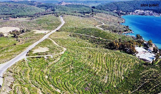 Orman Genel Müdürlüğünden Bodrum’da yanan alanlar hakkında açıklama