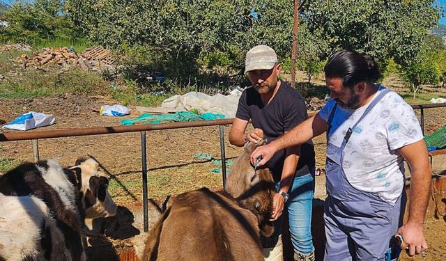 Ortaca’da hayvan sağlığı çalışmaları hızla devam ediyor