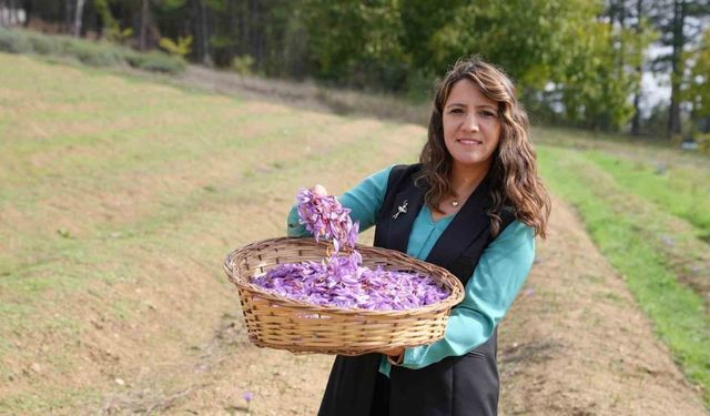 Safran yaprağı atıkları bilime hizmet ediyor