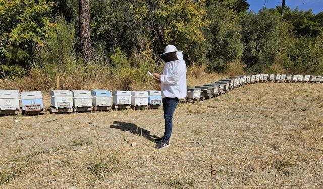 Seydikemer’de arılı kovan tespit çalışmaları devam ediyor