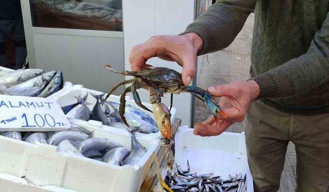 Sinop’ta nadir görülen mavi yengeç ağa takıldı