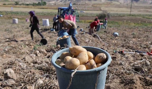 Sofraların vazgeçilmezi patates tarlada 2, pazarda 10 lira