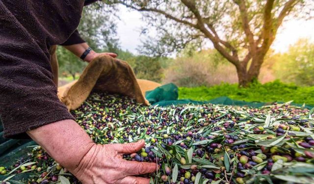 Sofralık zeytin ihracatında tarihi rekor