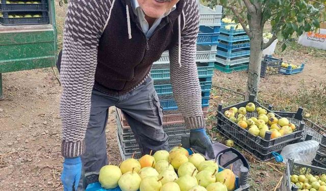 Sungurlu’da deveci armudu hasadı başladı