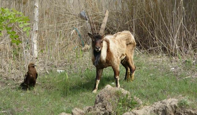 Van’da 400 yaban hayvanı tedavi edildi: Yüzde 60’ı doğaya dönüş yaptı