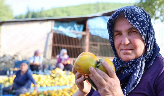 Yaş hurma 20, kurusu 200 lira