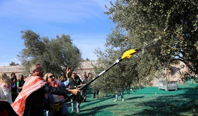 19. Ayvalık Uluslararası Zeytin Hasat Festivali’nde ilk hasat Barbun’un Çiftliği’nde gerçekleşti