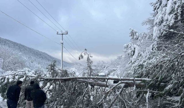 Abant yoluna ağaç devrildi, tatilciler yolda kaldı