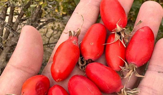 Ağrı’da doğal lezzetin peşinden dağlara çıkılıyor