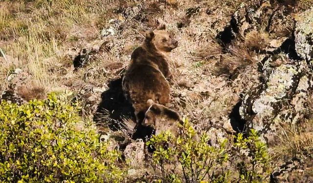 Ankara’da anne boz ayı ve 3 yavrusu görüntülendi