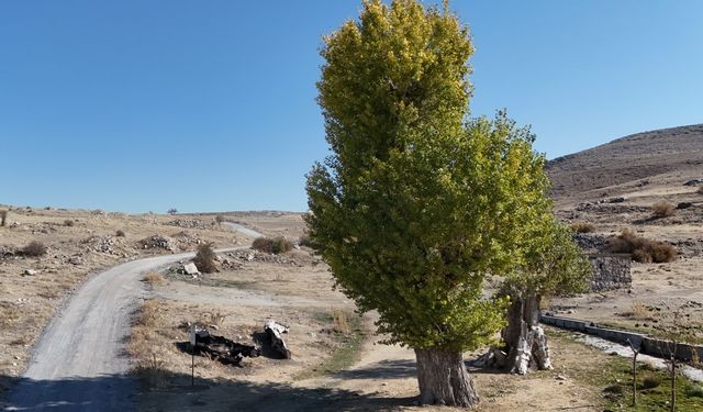 Asırlık Andon Kavakları yıllara meydan okuyor