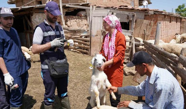 Aşısı olmayan riskli hayvana sahip çiftçilere uyarı: "Destek alamayacaklar"